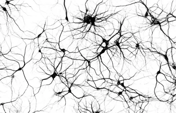 neuroscience picture4