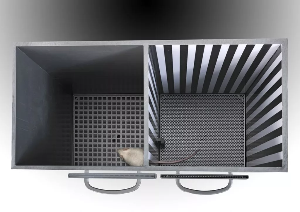 cpp above view 1024x726