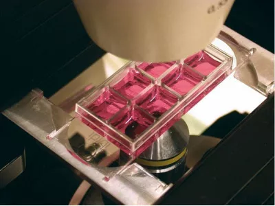 slide 8 well ibitreat 1