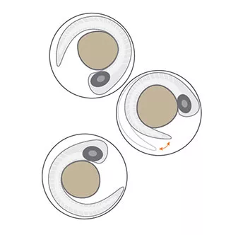 danioscope activity illustration