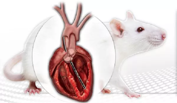 cardiovascular research